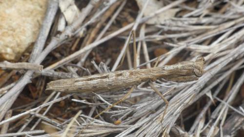 Réf. 329 551 : Geomantis larvoides